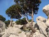 Можжевельник Juniperus