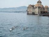 Castillo de Chillon y Cisnes Castillo de Chillon y Cisnes