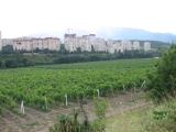 Vineyard near Alushta