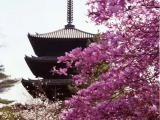 仁和寺 Ninnaji Temple