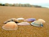 She sells, Sea Shells She sells, Sea Shells