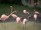 Flamingos Flamingos