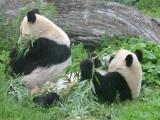 Pandas Pandas
