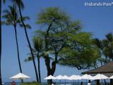 Halekulani Halekulani