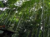 Banboo trees at Hiyoshi shrine Banboo trees at Hiyoshi shrine