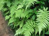 Ferns Ferns