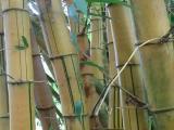 Bamboo Bamboo