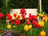 Tulipanes en un jardín de Sitka, AK