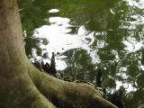 Little Budha in the water Little Budha in the water