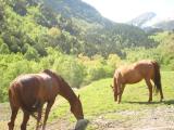 cavalls - el serrat cavalls - el serrat