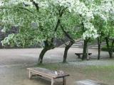 松江城城山公園 なんじゃもんじゃと猫 松江城城山公園 なんじゃもんじゃと猫