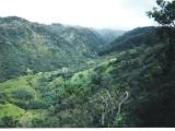 Kipapa Gulch, Viewed from a Private Ranch, Central Oahu, Late 99/Early 00 Kipapa Gulch, Viewed from a Private Ranch, Central Oahu, Late 99/Early 00