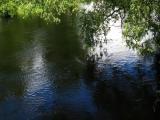 Bäume und Sträucher am Fluss Bäume und Sträucher am Fluss
