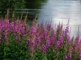 Lupinen am Flussufer Lupinen am Flussufer