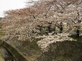 天王川の桜並木 天王川の桜並木