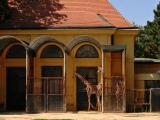 Wien - Tiergarten Schönbrunn - Giraffen Wien - Tiergarten Schönbrunn - Giraffen