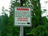 Beware of the Bears ( Seen more than 10 by the city dump ) !