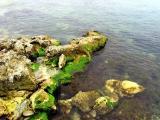 sea stones sea stones