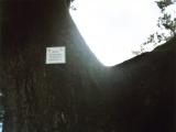 Batterteiche 600 Jahre ältester Baum im Stadtkreis Baden-Baden (Auf den Felsen) Batterteiche 600 Jahre ältester Baum im Stadtkreis Baden-Baden (Auf den Felsen)