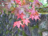 Autumn Leaves outside the Ryoanji Temple Autumn Leaves outside the Ryoanji Temple