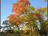 Gatchina. A mellow autumn. Gatchina. A mellow autumn.