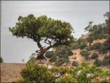 Можжевеловая роща - Juniper-wood Можжевеловая роща - Juniper-wood
