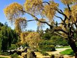 Japanese Friendship Garden Japanese Friendship Garden
