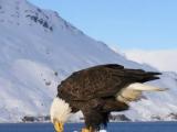 Eagle in Dutch Harbor Eagle in Dutch Harbor