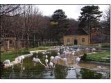 Rosa Flamingos / Tiergarten Wien Rosa Flamingos / Tiergarten Wien