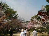 Ninna-ji
