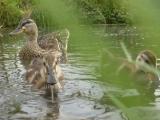 Ducks , zoo-,,Troja,, Ducks , zoo-,,Troja,,