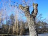 Baum