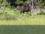 Young male moose
