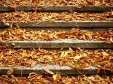 Autumnal up