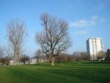"Mein" Baum Blick gegen Osten "Mein" Baum Blick gegen Osten