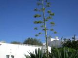 Pitera Pitera