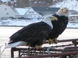 Eagles Hanging out on Crab Pots Eagles Hanging out on Crab Pots