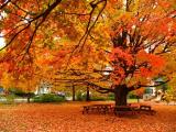Blanket of Leaves Blanket of Leaves