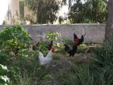 Galls i Gallines a Sant Francesc Xavier Galls i Gallines a Sant Francesc Xavier