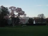 The White House
