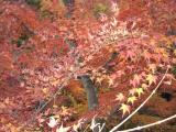 東福寺の紅葉 東福寺の紅葉