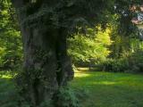 Alte Linde Alte Linde