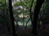 Kyoto forest twilight time Kyoto forest twilight time