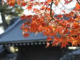 門カブリの紅葉 門カブリの紅葉