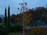 Arbre Camps Elisis Arbre Camps Elisis