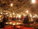 Cherry blossom viewing in Maruyama Park Cherry blossom viewing in Maruyama Park