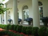 Rose garden of White House