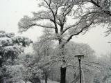 Giardini d'inverno - gennaio 2009 Giardini d'inverno - gennaio 2009