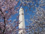 Cherry Blossom in Washington DC Cherry Blossom in Washington DC