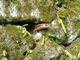 Japanese five-lined skink